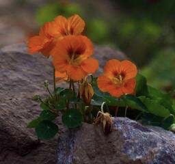 Blooms Amid the Stones