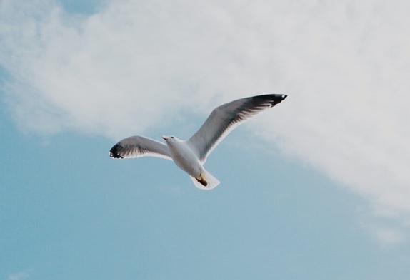 Learning to Fly